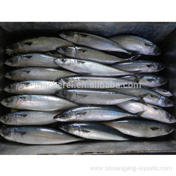 Frozen Pacific Mackerel Fish 300-500g For Wholesale